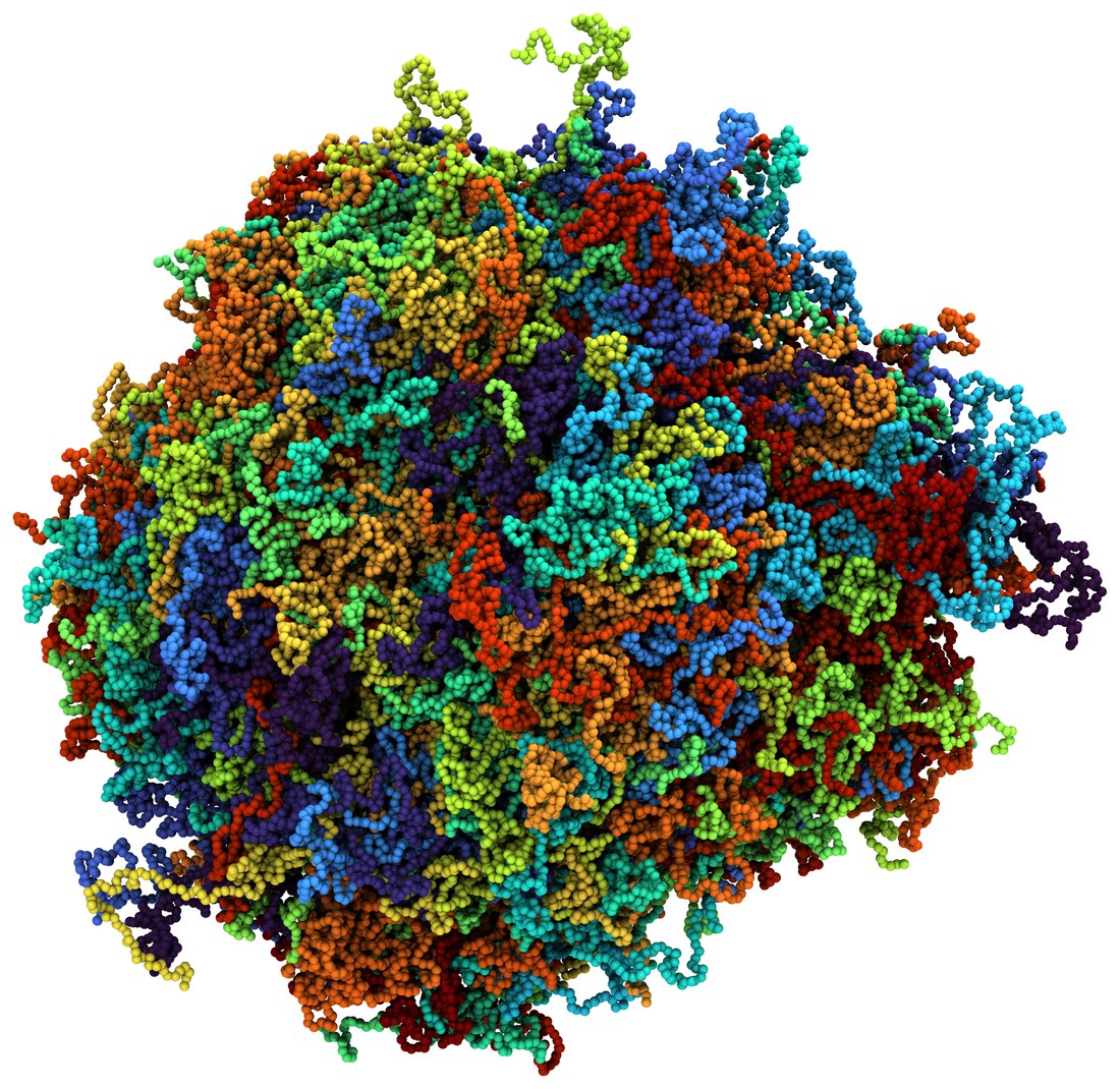 Coarse-grained condensate droplet coloured by protein chain